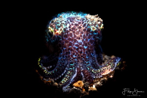 Bobtail squid, Lembeh, Indonesia by Filip Staes 